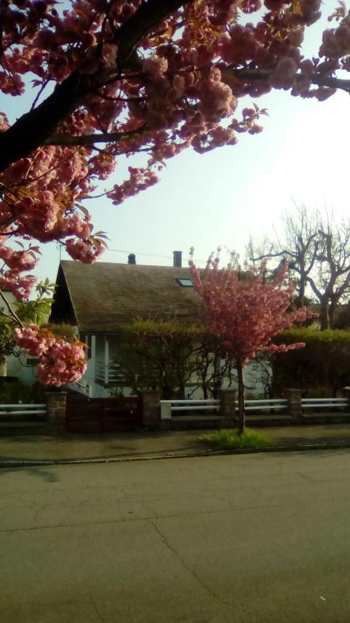 Chalet Montsegur Colmar Exterior photo